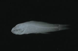 To NMNH Extant Collection (Brachygobius sabanus RAD108526-001)