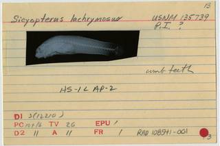 To NMNH Extant Collection (Sicyopterus lacrymosus RAD108541-001B)