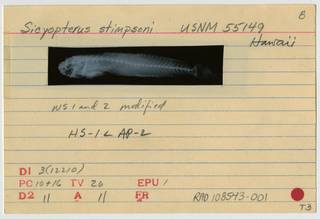 To NMNH Extant Collection (Sicyopterus stimpsoni RAD108543-001B)