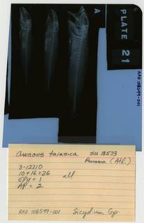 To NMNH Extant Collection (Awaous tajasica RAD108549-001B)