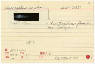 To NMNH Extant Collection (Acanthogobius flavimanus RAD108567-001B)