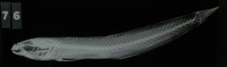 To NMNH Extant Collection (Pterogobius virgo RAD108571-001)