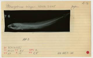 To NMNH Extant Collection (Pterogobius virgo RAD108571-001B)