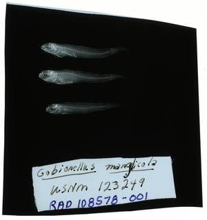 To NMNH Extant Collection (Ctenogobius manglicola RAD108578-001)