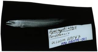 To NMNH Extant Collection (Oxuderces dentatus RAD108579-001)
