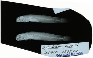 To NMNH Extant Collection (Sicydium salvini RAD108583-001)
