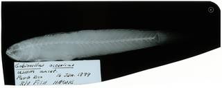 To NMNH Extant Collection (Gobionellus oceanicus RAD108592-001)