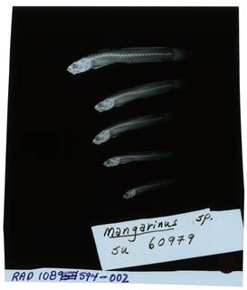 To NMNH Extant Collection (Mangarinus  RAD108594-002)
