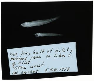 To NMNH Extant Collection (Silhouettea insinuans RAD108596-001)