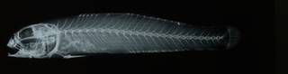 To NMNH Extant Collection (Euctenogobius badius RAD108605-001)