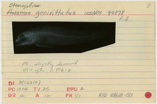 To NMNH Extant Collection (Stenogobius kyphosus RAD108618-001B)