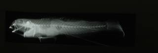 To NMNH Extant Collection (Ctenogobius boleosoma RAD108621-001)