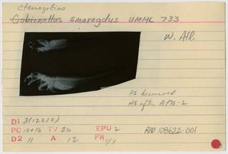 To NMNH Extant Collection (Ctenogobius smaragdus RAD108622-001B)
