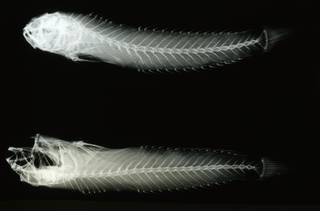 To NMNH Extant Collection (Oxyurichthys microlepis RAD108623-001)