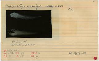 To NMNH Extant Collection (Oxyurichthys microlepis RAD108623-001B)