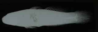 To NMNH Extant Collection (Bathygobius andrei heteropoma RAD108629-001)