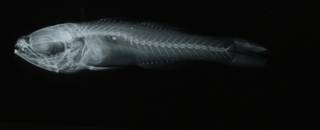 To NMNH Extant Collection (Henicichthys philippinus RAD108630-001)