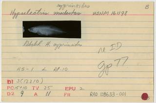 To NMNH Extant Collection (Hypseleotris modestus RAD108633-001B)