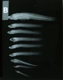 To NMNH Extant Collection (Acanthogobius RAD108643-001)
