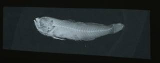 To NMNH Extant Collection (Gobius dalli RAD108665-001)