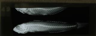 To NMNH Extant Collection (Parachaeturichthys polynema RAD108680-001)