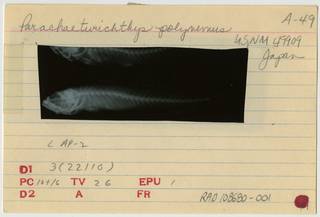To NMNH Extant Collection (Parachaeturichthys polynema RAD108680-001B)