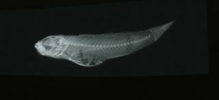 To NMNH Extant Collection (Lythrypnus pulchellus RAD108682-001)