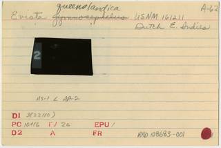 To NMNH Extant Collection (Eviota queenslandica RAD108683-001B)