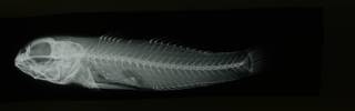 To NMNH Extant Collection (Yongeichthys criniger RAD108686-001)