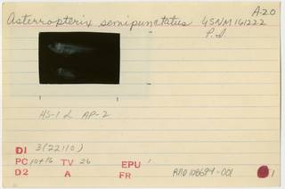 To NMNH Extant Collection (Asterropteryx semipunctata RAD108694-001B)