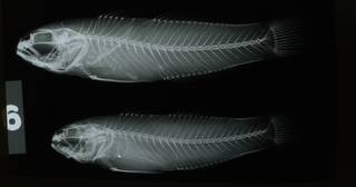 To NMNH Extant Collection (Amblygobius albimaculatus RAD108708-001)