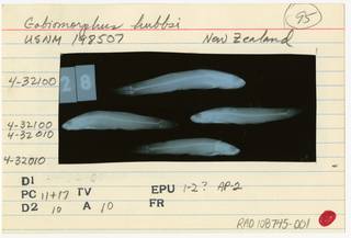 To NMNH Extant Collection (Gobiomorphus hubbsi RAD108745-001B)