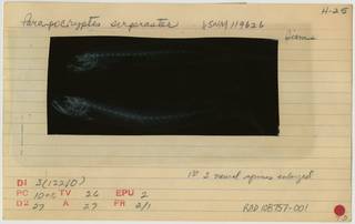 To NMNH Extant Collection (Parapocryptes serperaster RAD108757-001B)