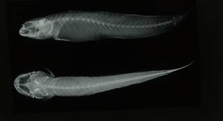 To NMNH Extant Collection (Apocryptodon madurensis RAD108758-001)