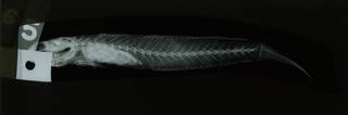 To NMNH Extant Collection (Apocryptodon madurensis RAD108764-001)