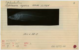 To NMNH Extant Collection (Ophieleotris aporos RAD108773-001B)