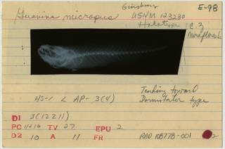 To NMNH Extant Collection (Guavina micropus RAD108778-001B)