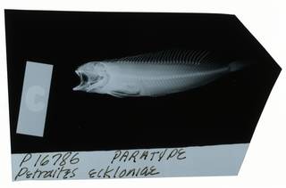 To NMNH Extant Collection (Clinus eckloniae RAD111253-001)