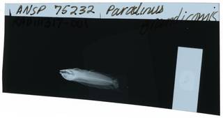 To NMNH Extant Collection (Paraclinus grandicomis RAD111317-001)