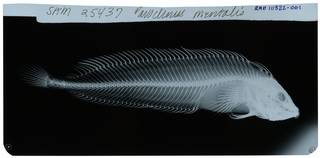 To NMNH Extant Collection (Pavoclinus mentalis RAD111322-001)