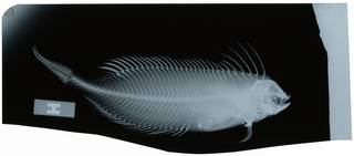 To NMNH Extant Collection (Smithichthys fucorum RAD111323-001)