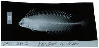 To NMNH Extant Collection (Smithichthys fucorum RAD111331-001)