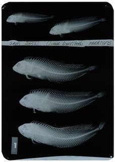 To NMNH Extant Collection (Clinus berrisfordi RAD111335-001)
