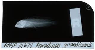 To NMNH Extant Collection (Paraclinus grandicomis RAD111343-001)