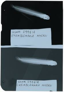 To NMNH Extant Collection (Ekemblemaria myersi RAD111356-002)