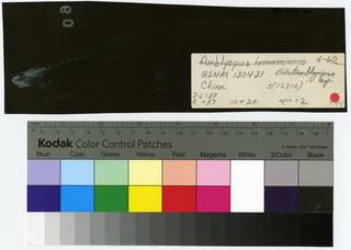 To NMNH Extant Collection (Odontamblyopus lacepedii RAD111377-001B)