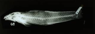 To NMNH Extant Collection (Rhyacichthys aspro RAD111406-001)