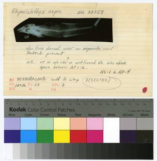 To NMNH Extant Collection (Rhyacichthys aspro RAD111406-001B)