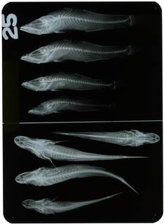 To NMNH Extant Collection (Butis gymnopomus RAD108823-001)