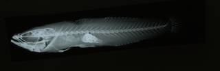 To NMNH Extant Collection (Hannoichthys RAD108826-001)